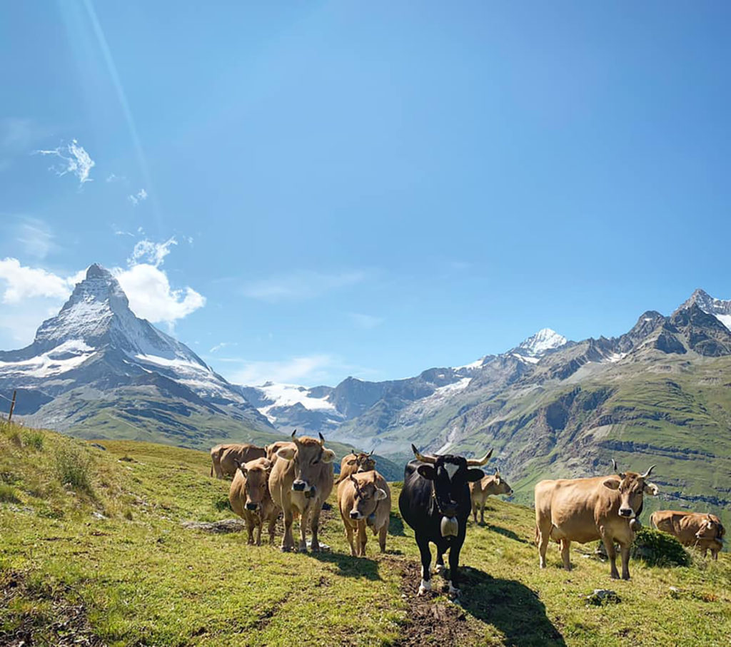 Burgergemeide Zermatt - Geschütztes Waldreservat